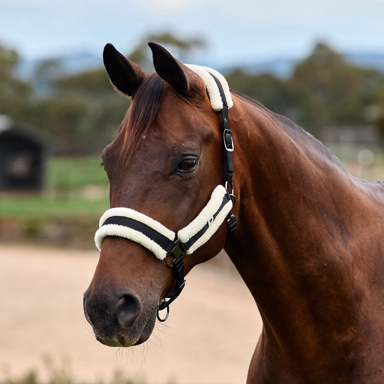Dublin Soft Fit Headcollar - Black