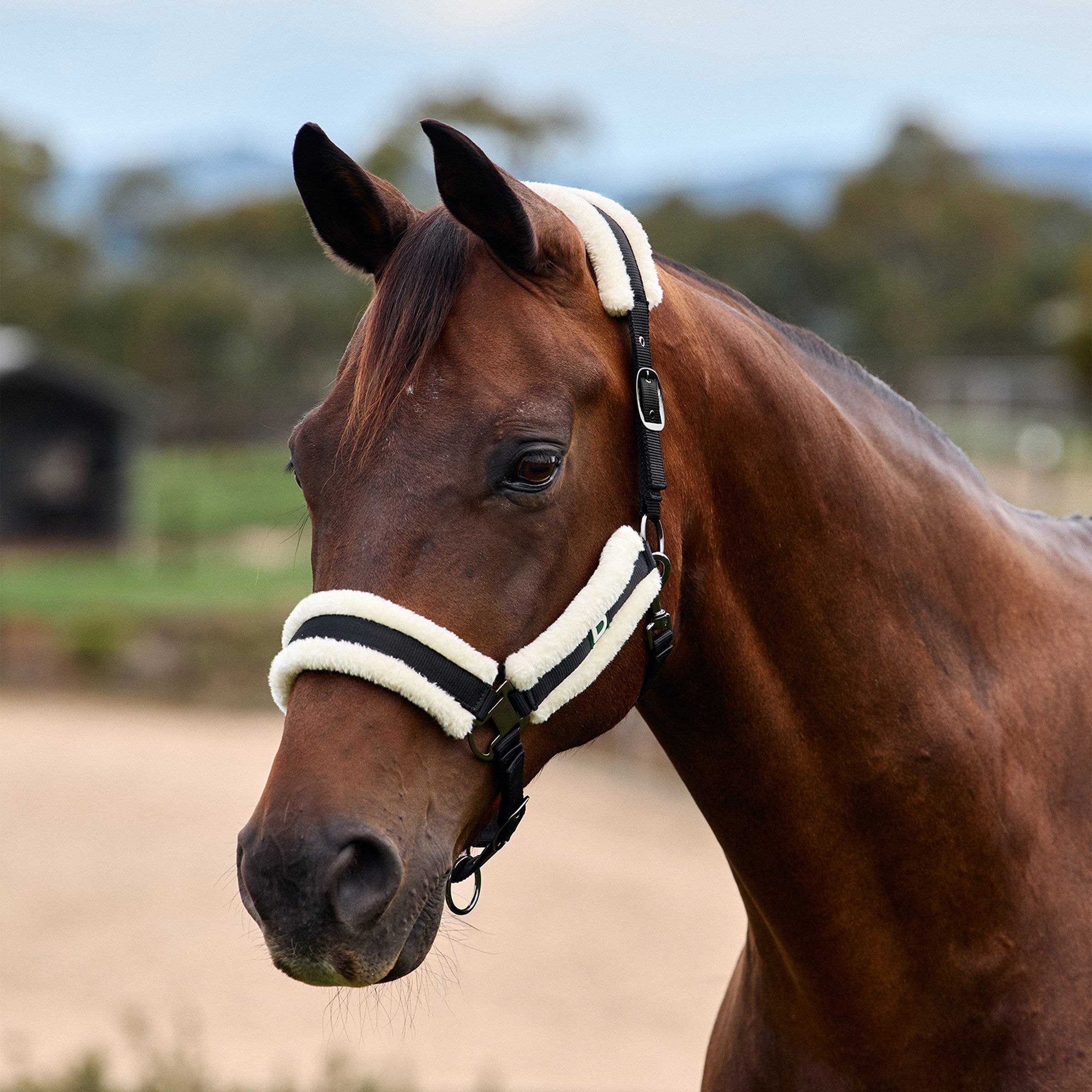 Dublin Soft Fit Headcollar - Black