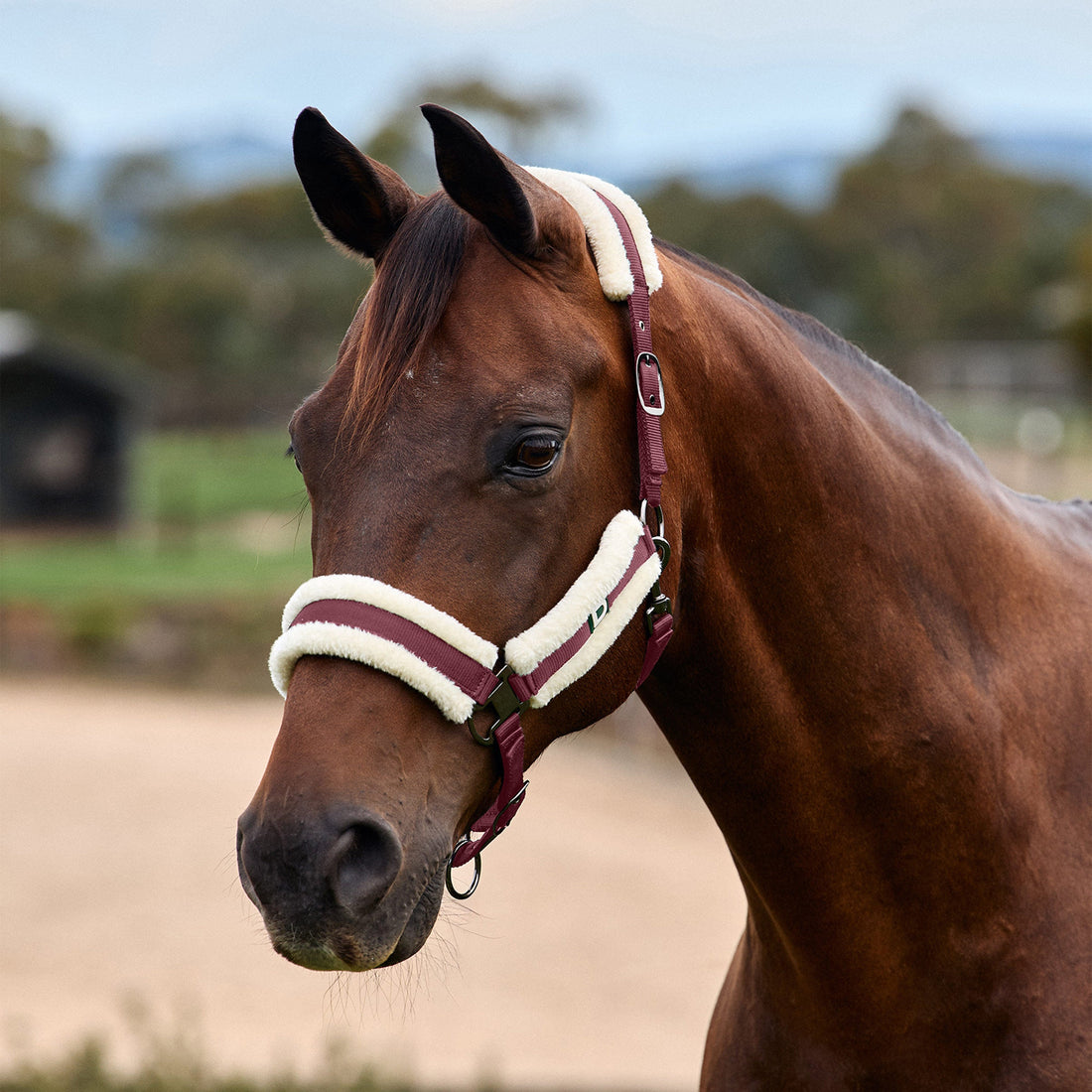 Dublin Soft Fit Headcollar - Burgundy
