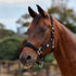 Dublin Neo Comfort Headcollar - Black