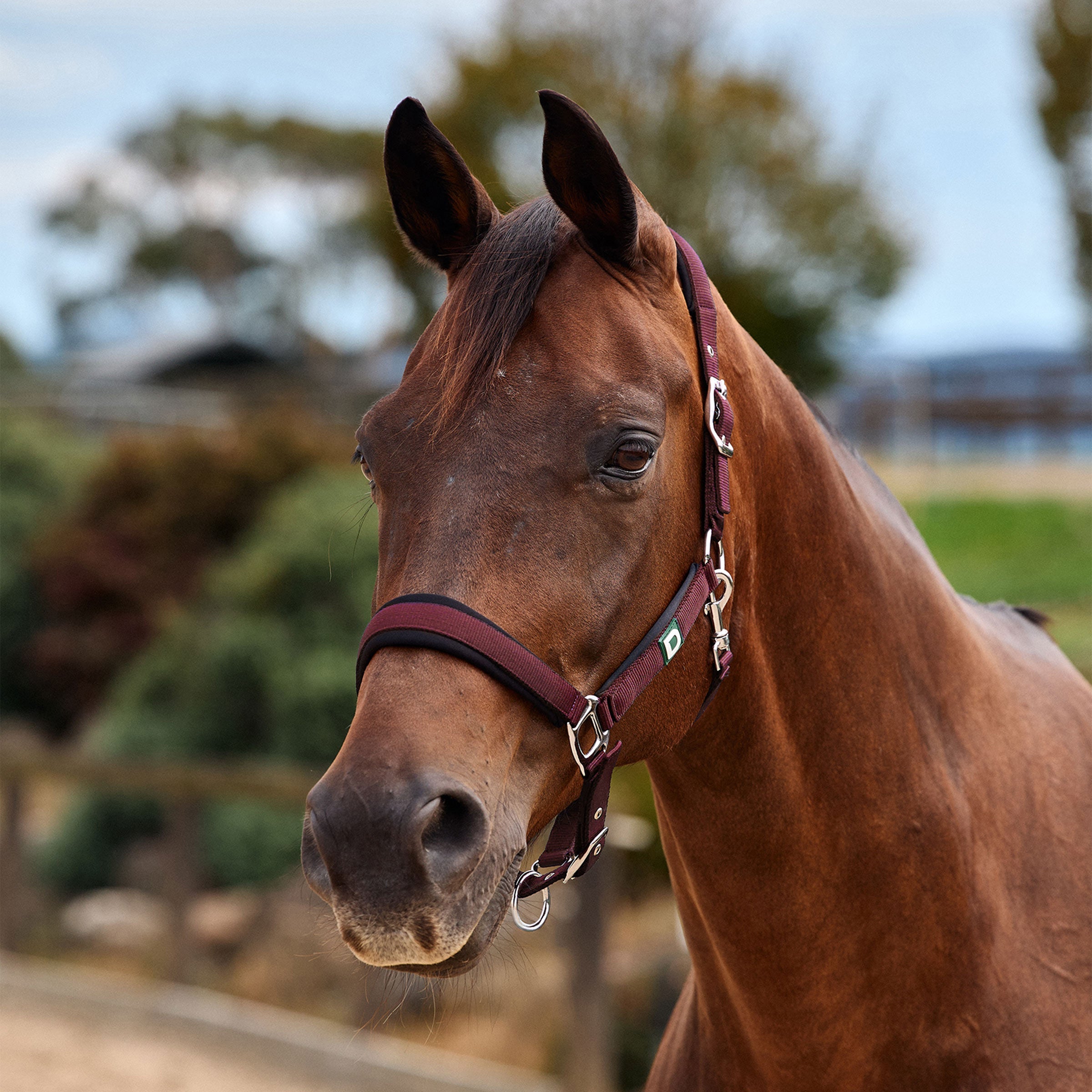 Dublin Neo Comfort Headcollar - Burgundy