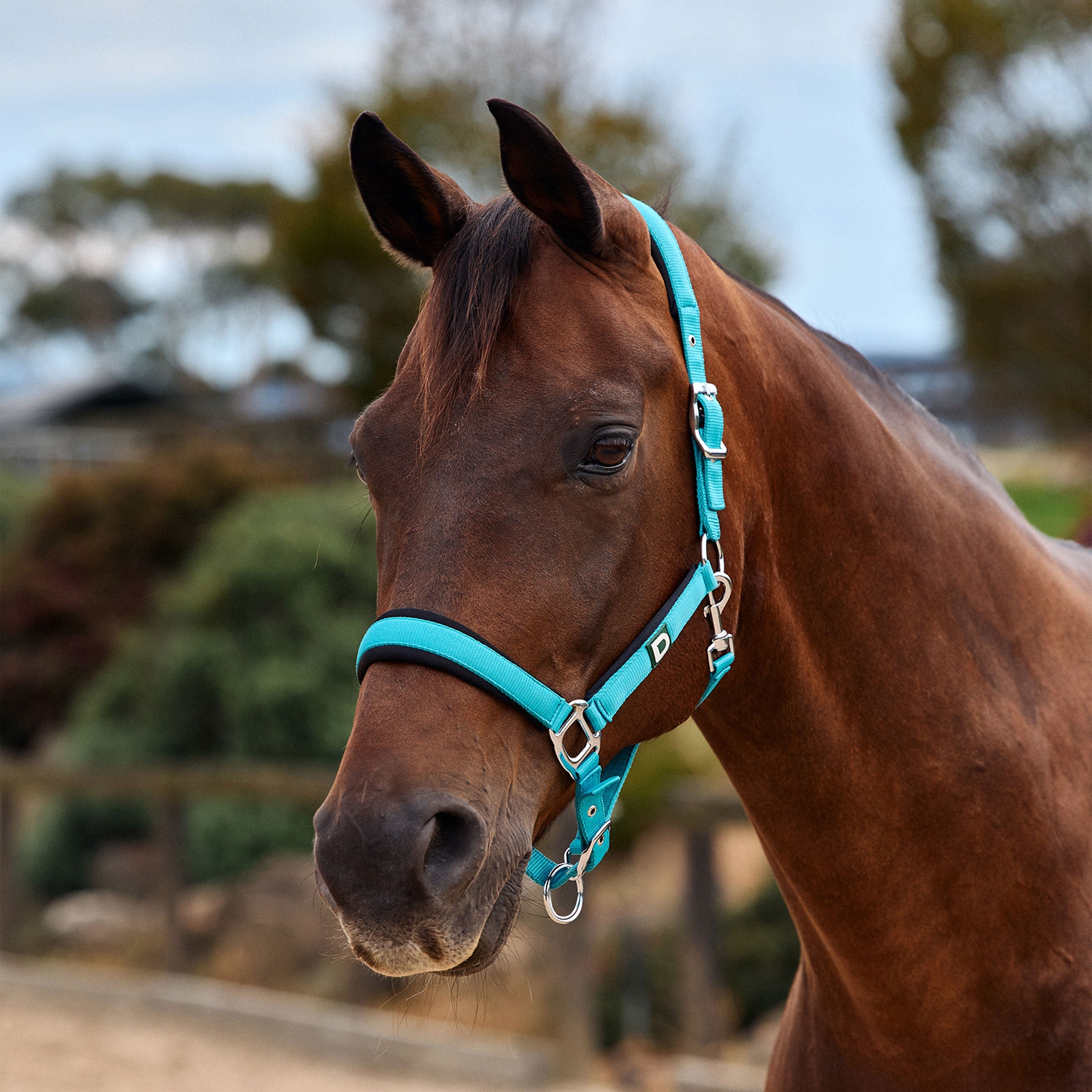 Dublin Neo Comfort Headcollar - Dark Turquoise