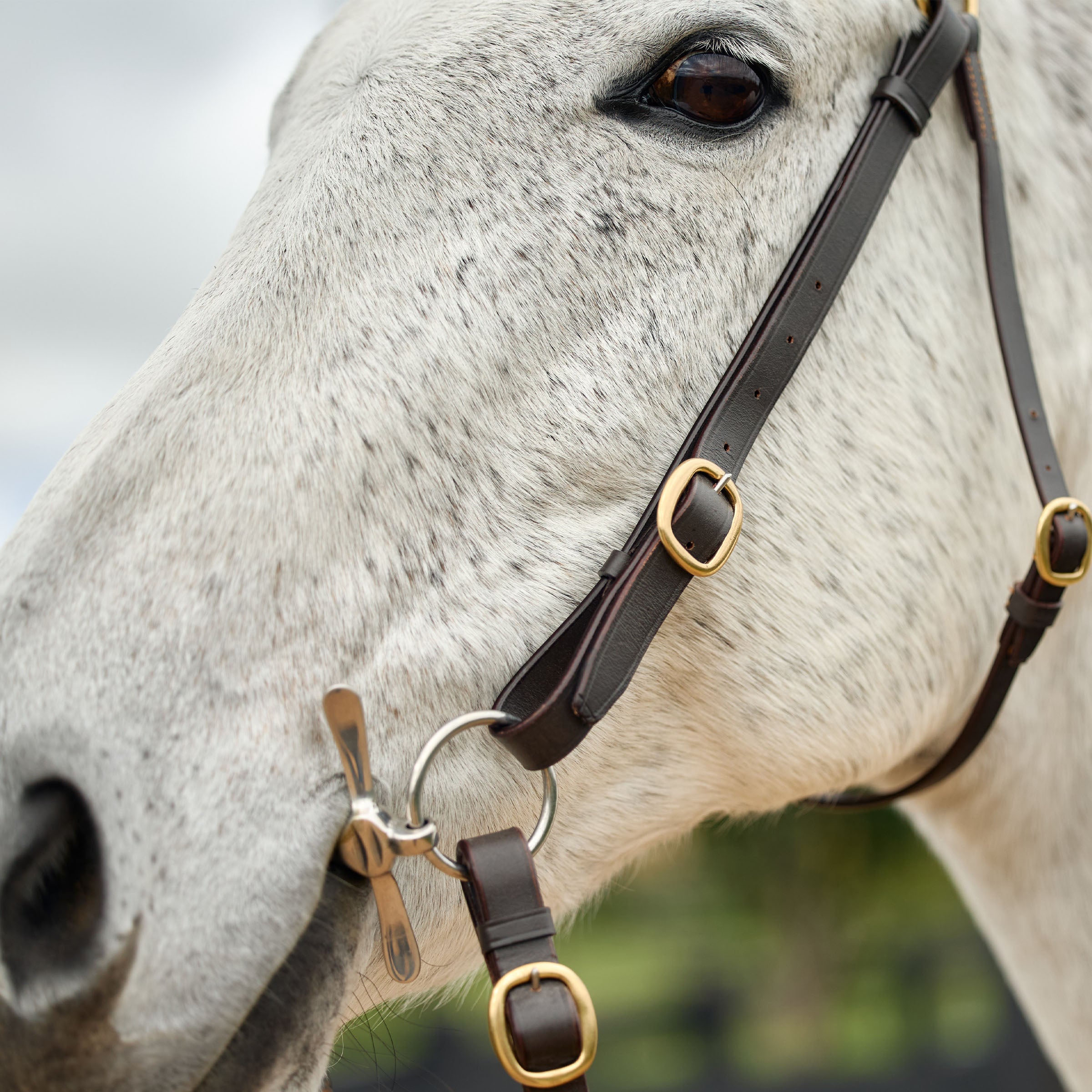 Dublin Brass Barcoo Bridle