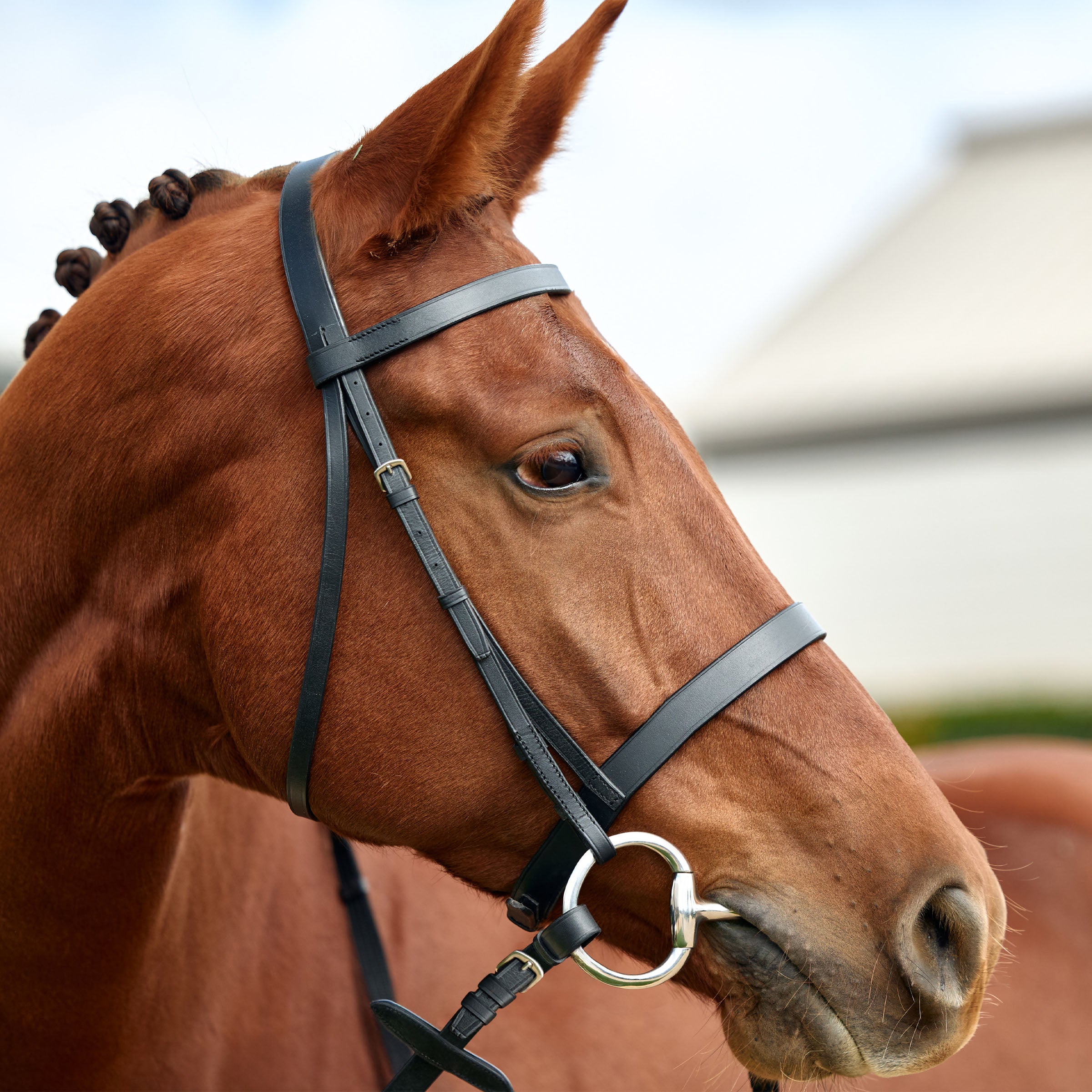 Dublin Flat Cavesson Bridle