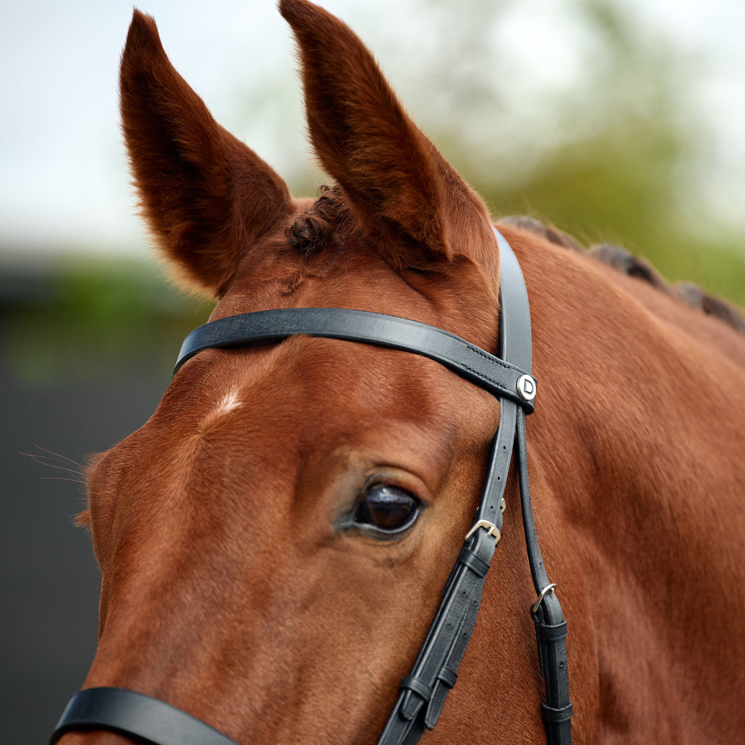 Dublin Flat Cavesson Bridle