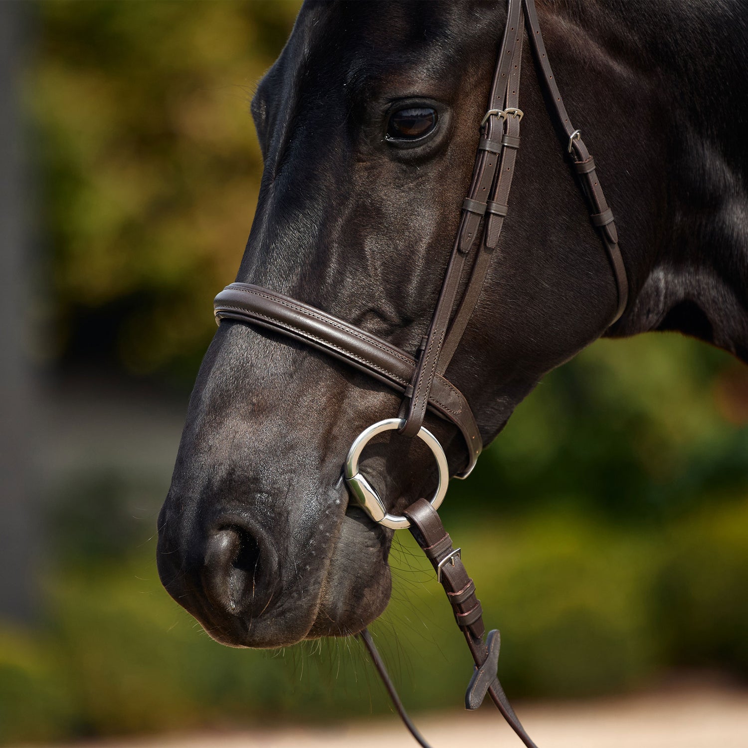 Dublin Padded Cavesson Bridle