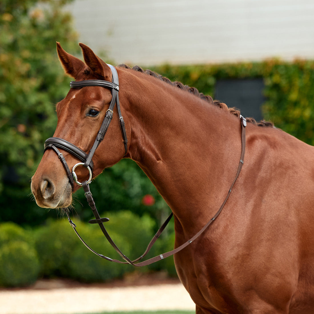 Dublin Padded Flash Bridle