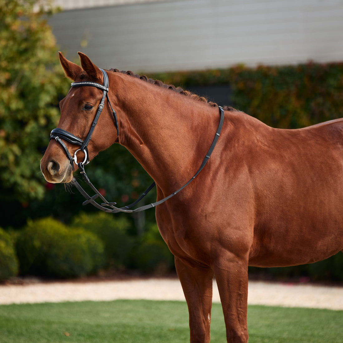 Dublin Padded Comfort Crown Patent Flash Bridle