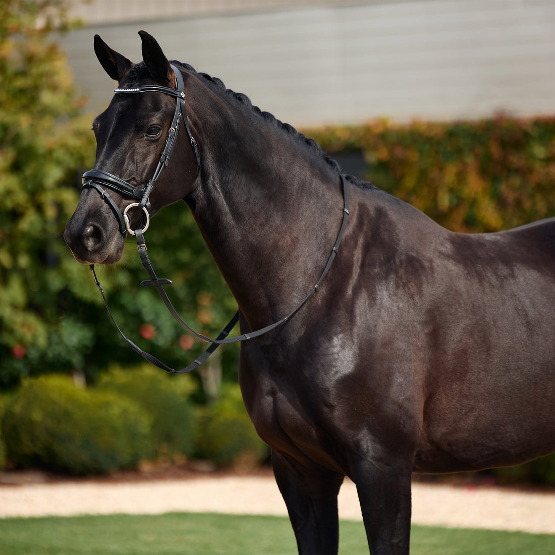 Dublin Padded Mono Crown Patent Flash Bridle