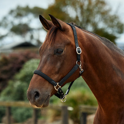 Dublin Braided Leather Headcollar - Black