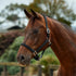 Dublin Braided Leather Headcollar - Black