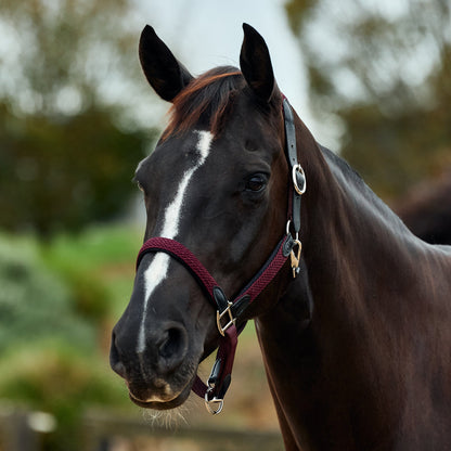 Dublin Braided Leather Headcollar - Burgundy