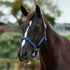 Dublin Braided Leather Headcollar - Cobalt