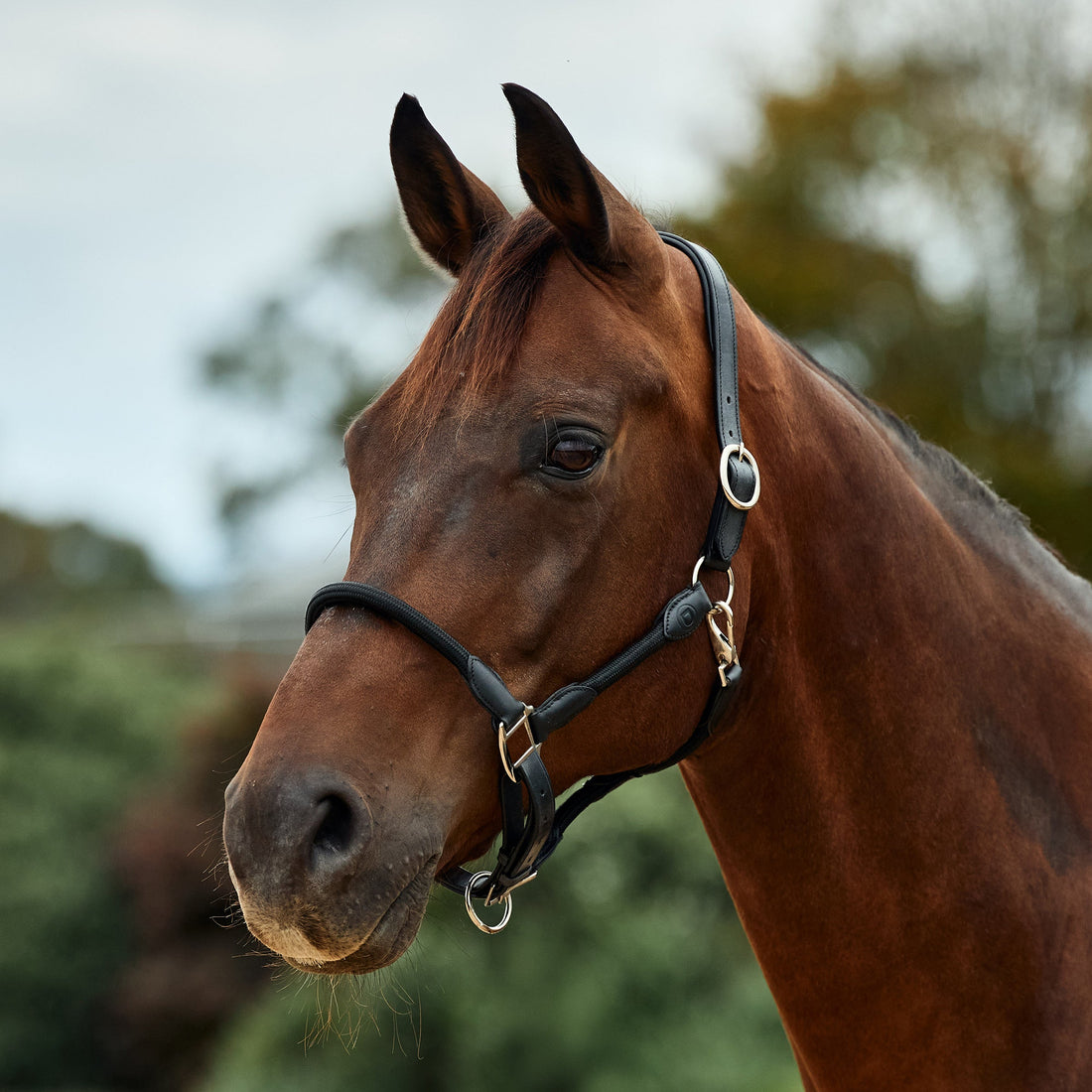 Dublin Leather Rope Headcollar - Black/Black