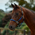 Dublin Leather Rope Headcollar - Cobalt/Black