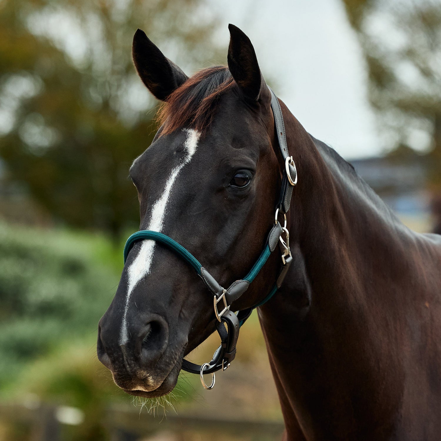 Dublin Leather Rope Headcollar - Hunter Green/Brown