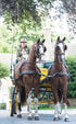 Zilco Brun Pairs Harness Pony