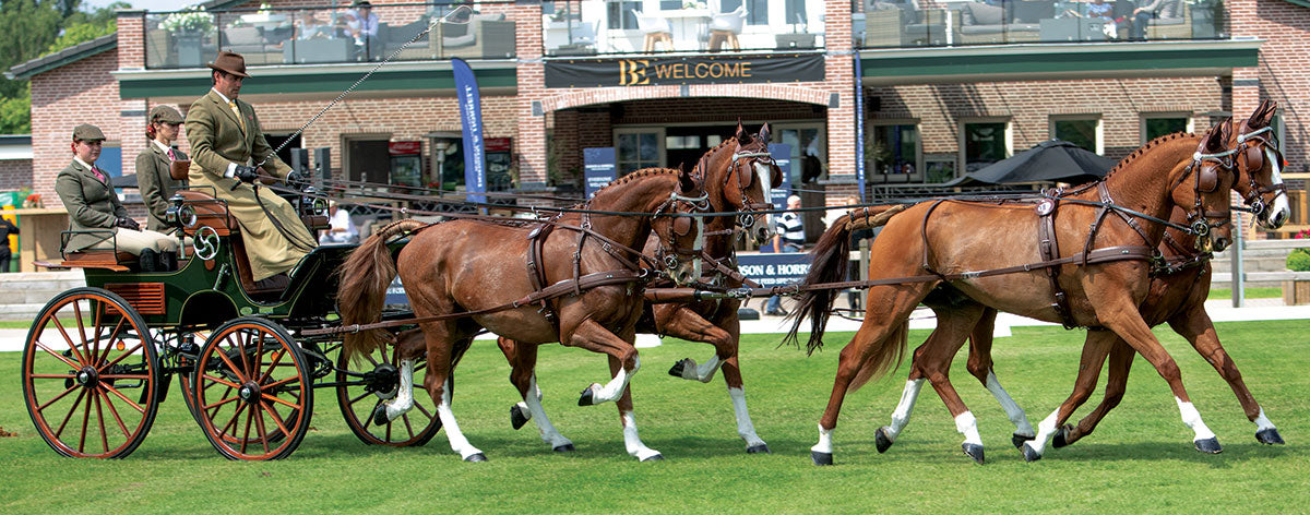 Zilco Brun Team Harness Pony