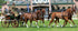 Zilco Brun Team Harness Pony