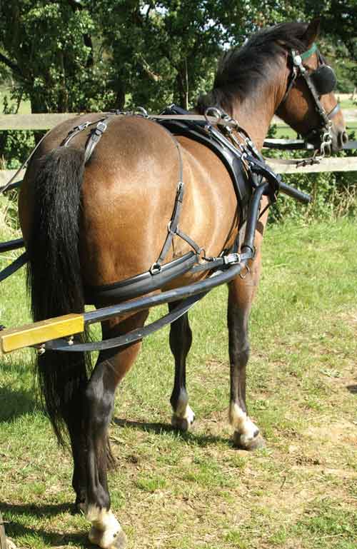 Zilco Classic Sliding Backband Harness Pony