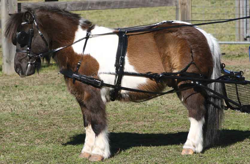 Zilco SL Single Harness Shetland