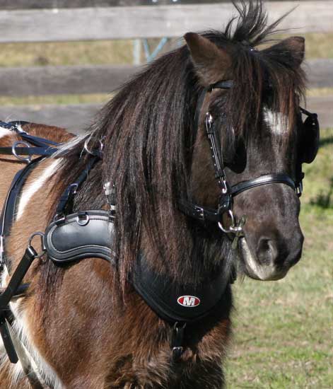 Zilco SL Sports Harness Shetland