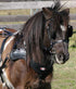 Zilco SL Sports Harness Shetland
