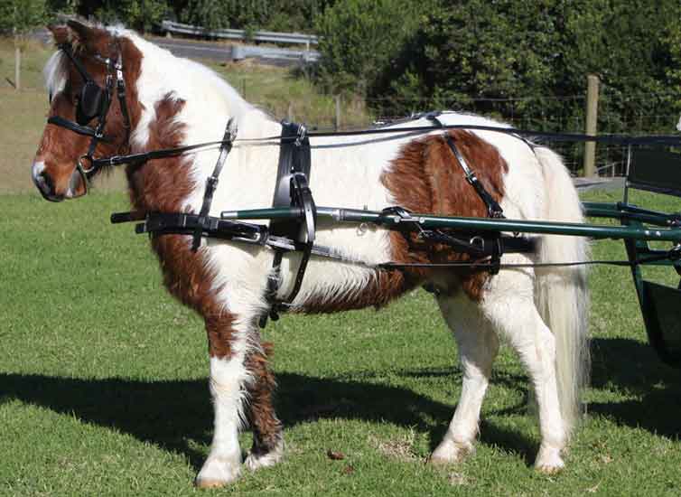 Zilco SL Single Harness Mini