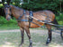Zilco SL Plus Single Harness