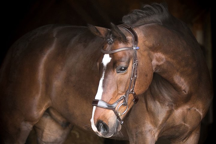 PS of Sweden Bridle Pioneer