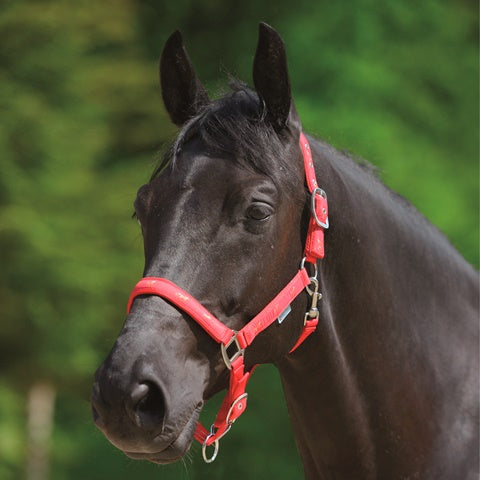 Waldhausen Halter Little Horses