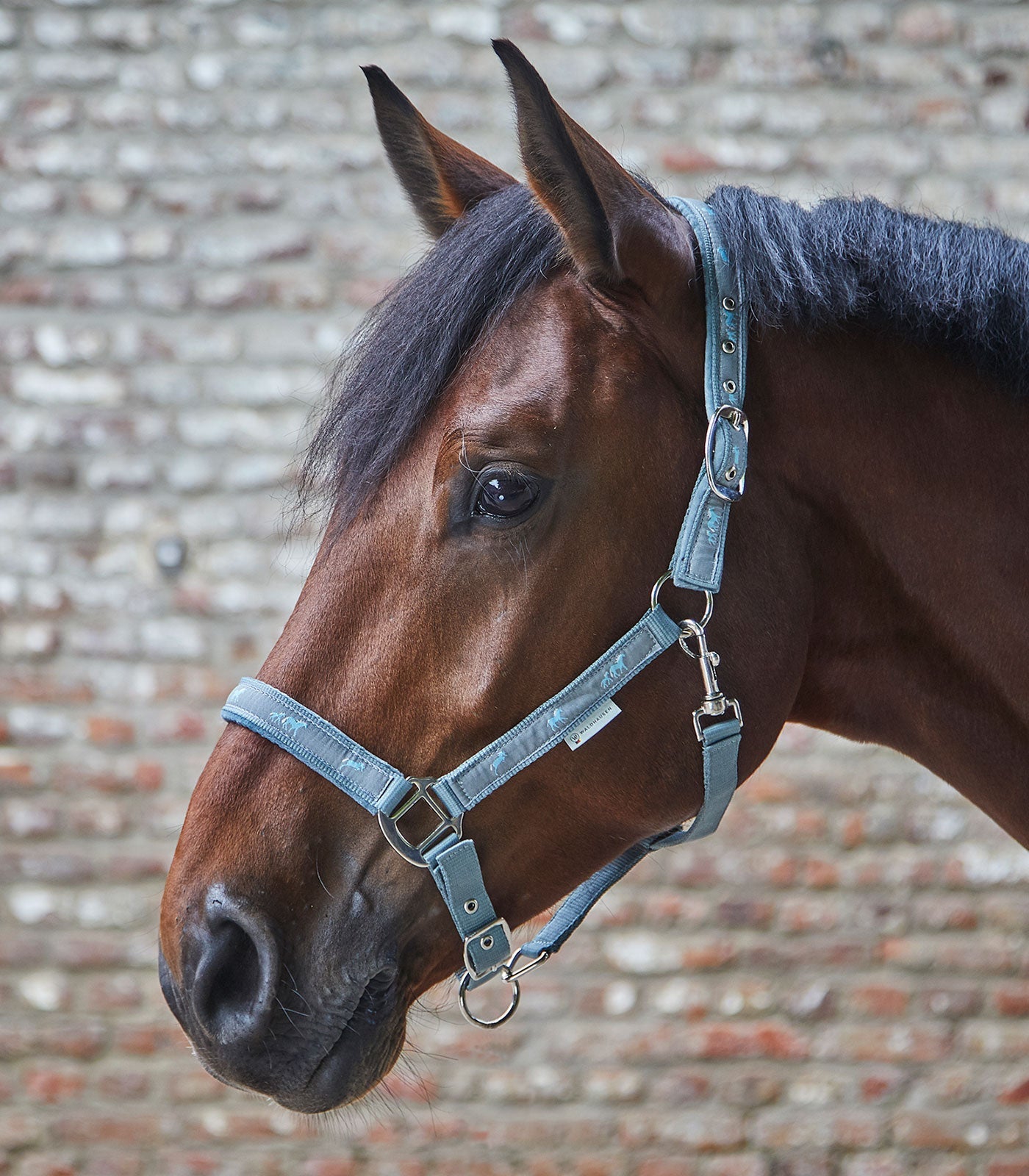 Waldhausen Halter Little Horses