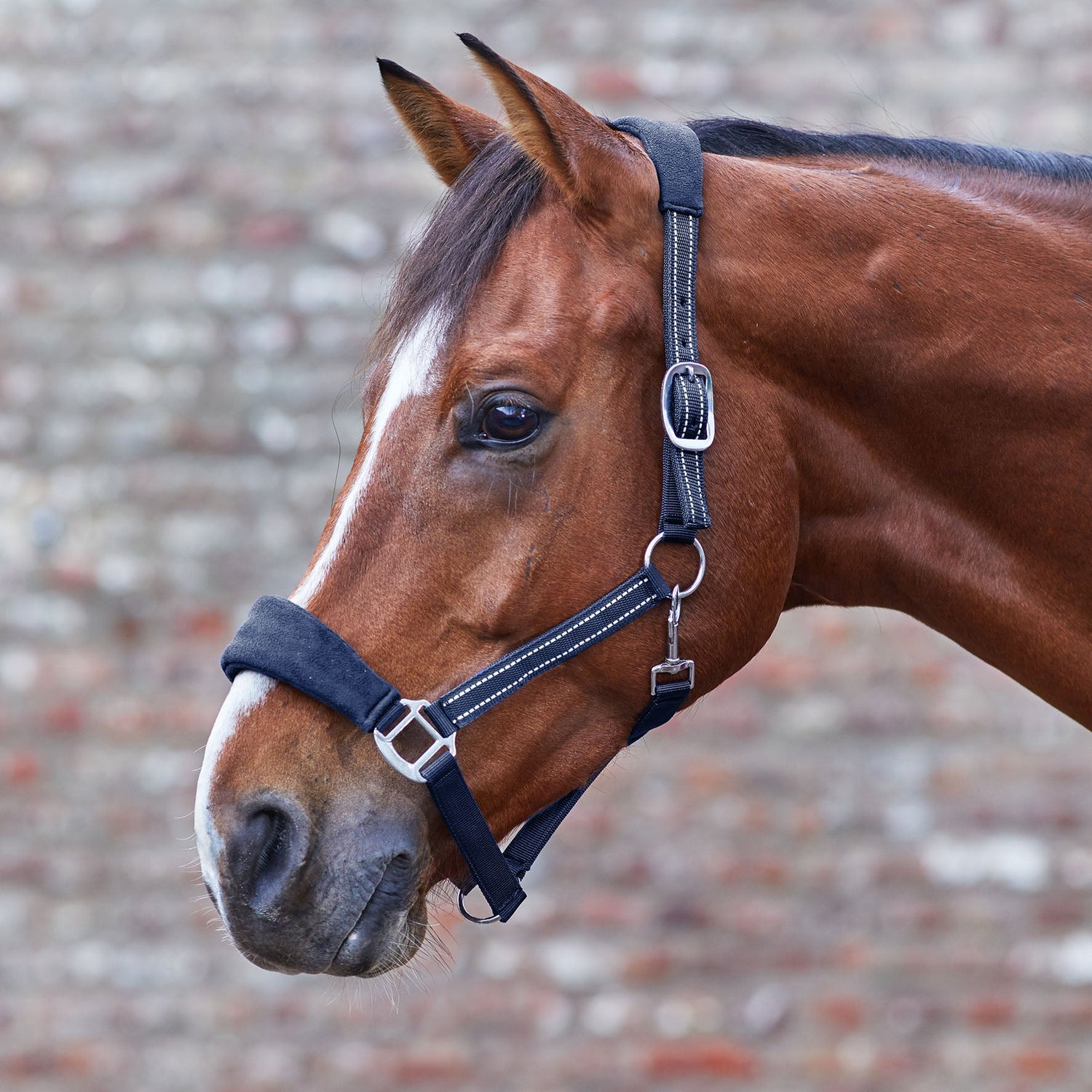 Waldhausen Halter Alcantara