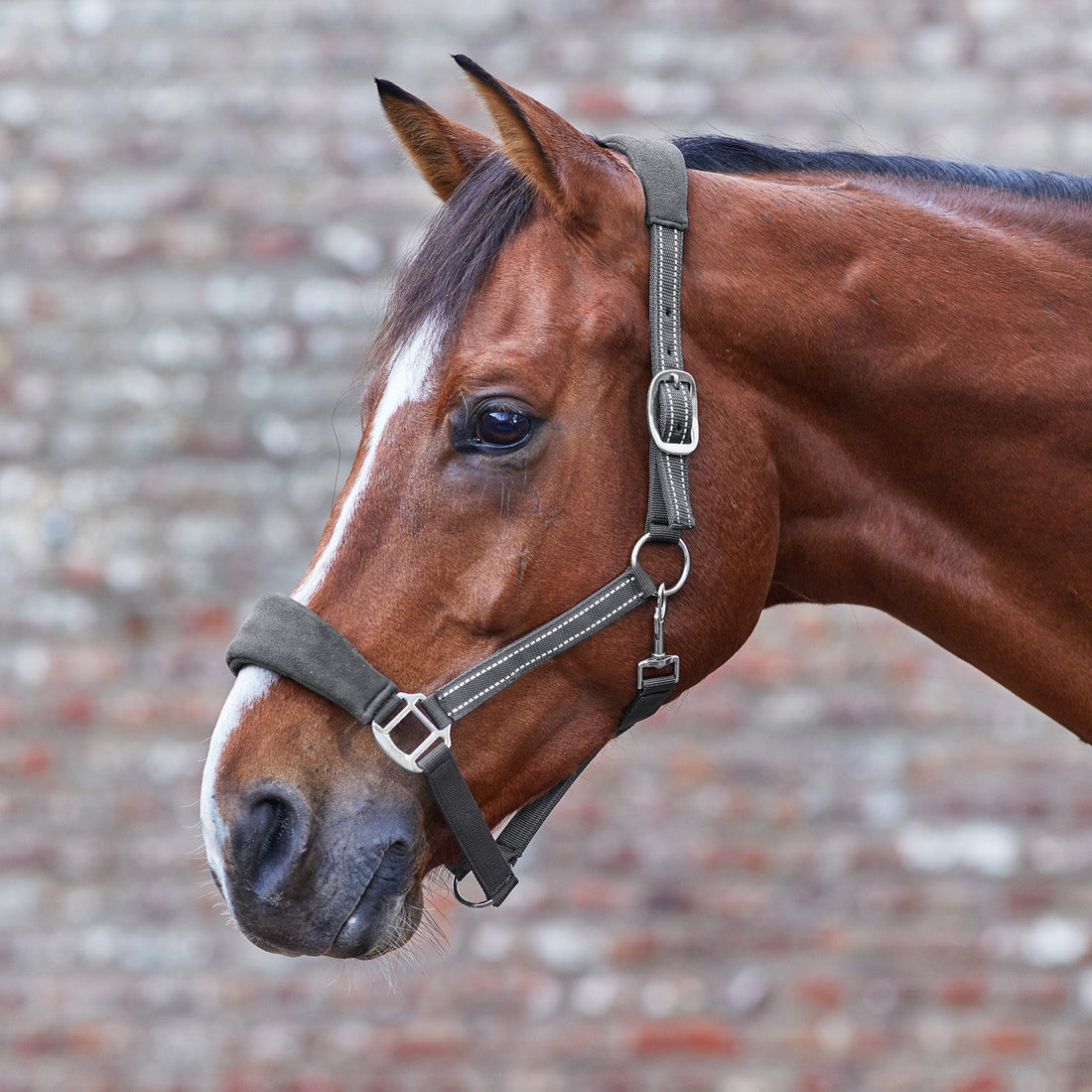 Waldhausen Halter Alcantara