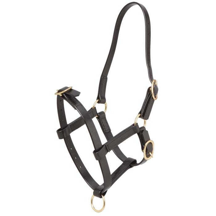 Zilco PN Foal Halter Black