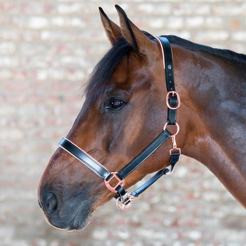 Waldhausen Halter XLine