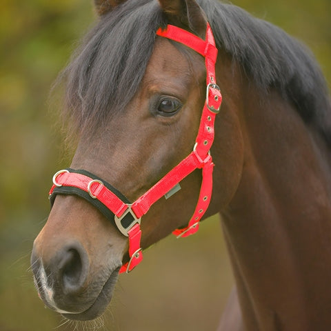 Waldhausen Lunging Cavesson Waldhausen