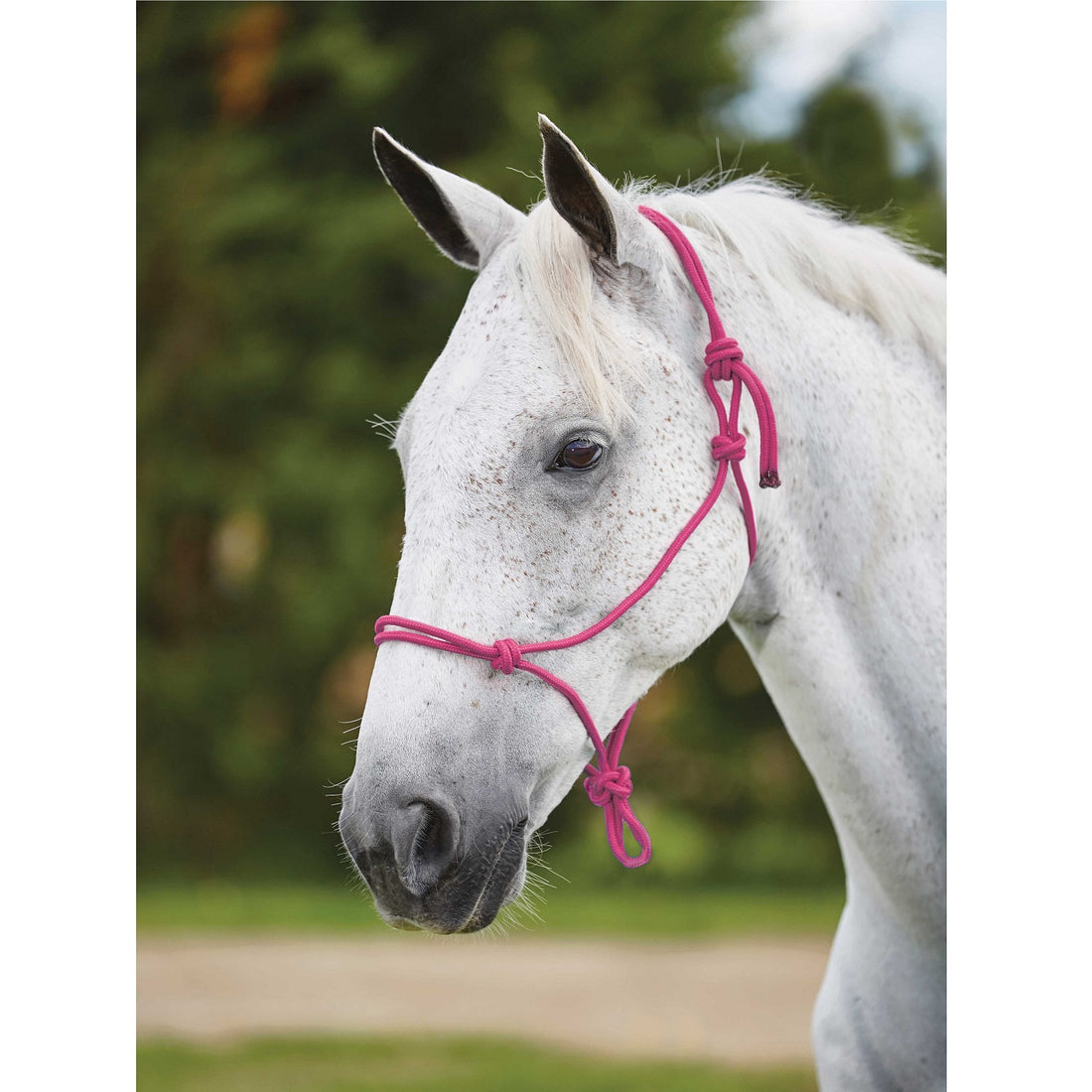 Roma Nylon Rope Headcollar Halter