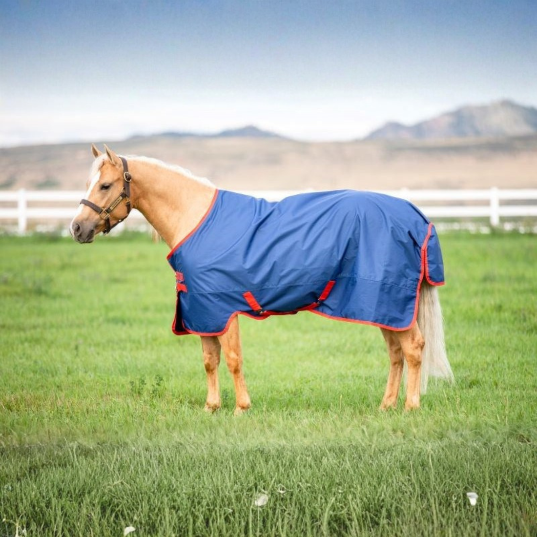 Mio Lite Turnout Standard Neck