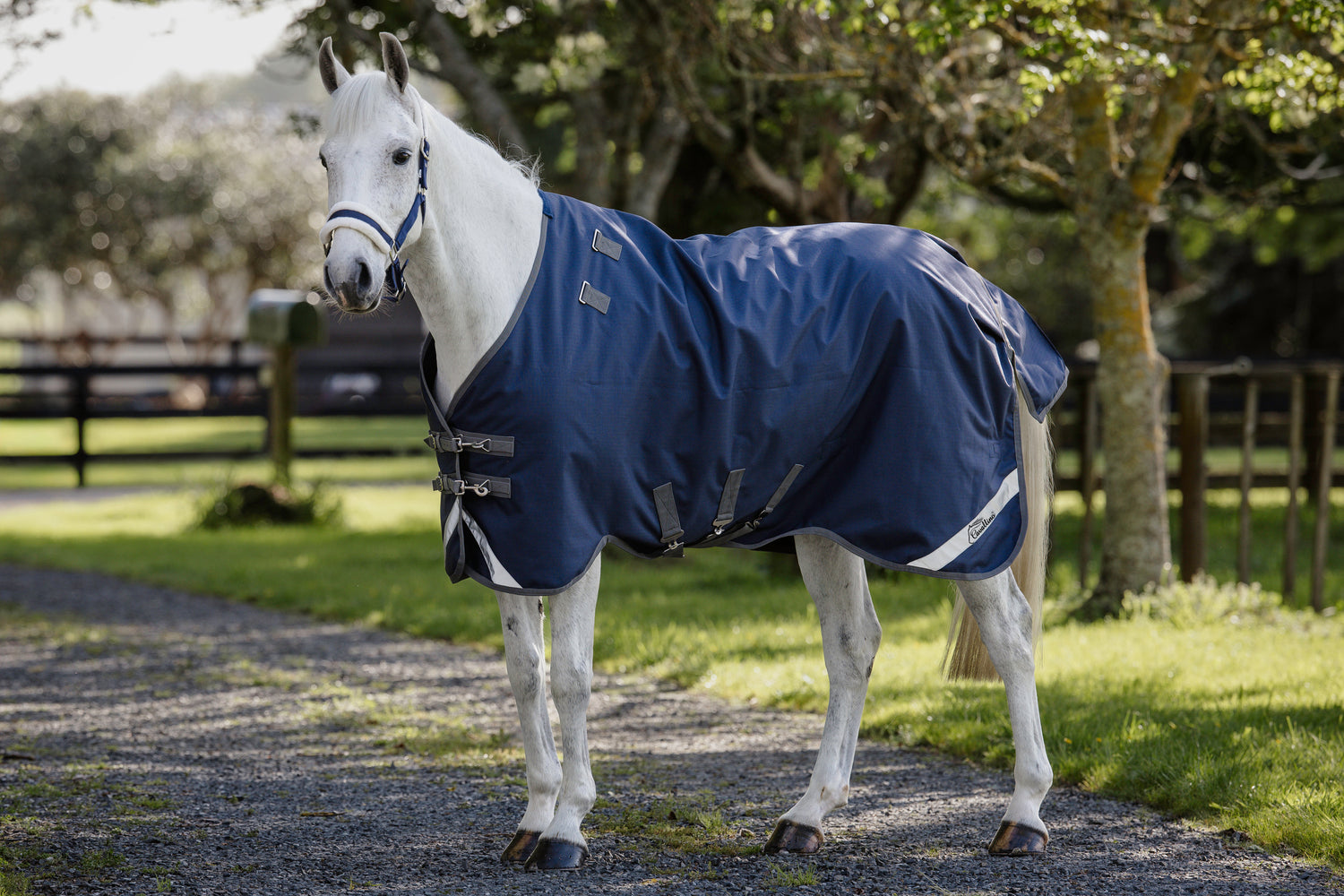 Cavallino Gen 4 Detach A Neck