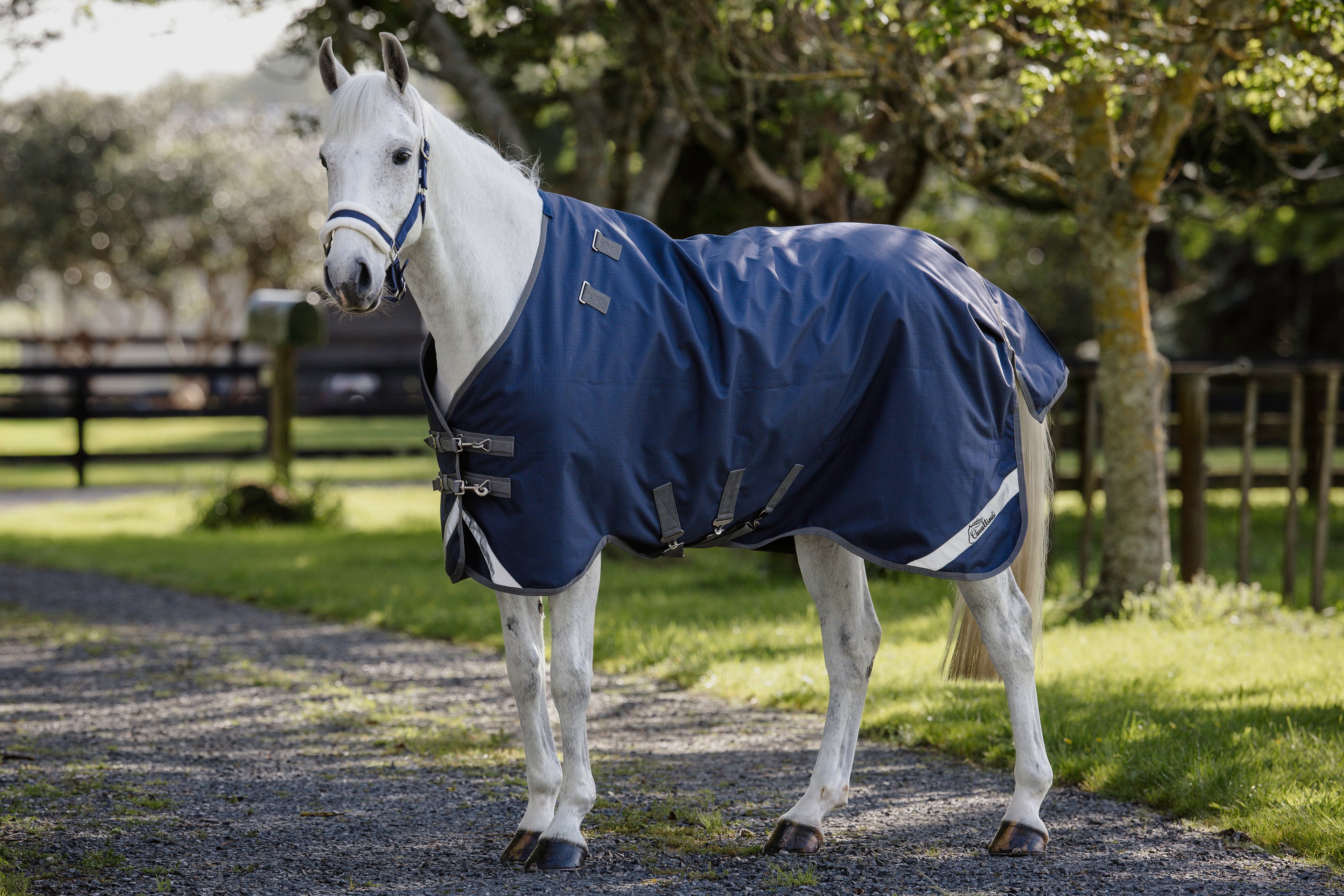 Cavallino Gen 4 Detach A Neck
