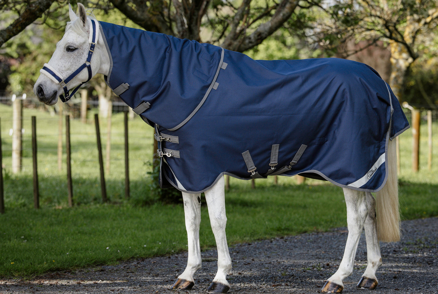 Cavallino Gen 4 Detach A Neck