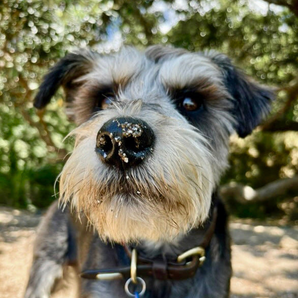 Eco Dog Snozz &amp; Paw Natural Balm