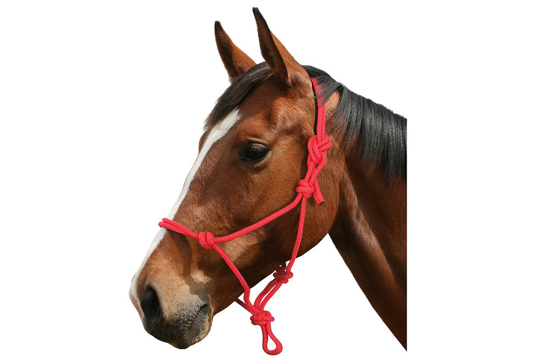 Blue Tag Rope Halter