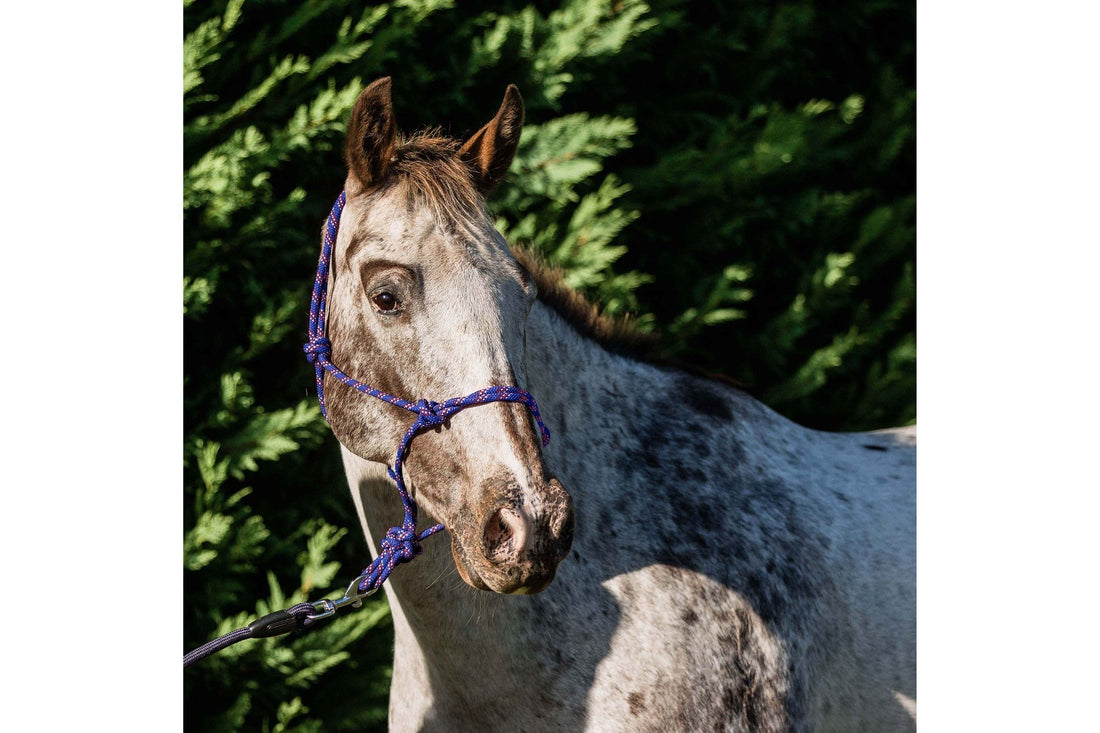 Flair Rope Multi Fleck Halter