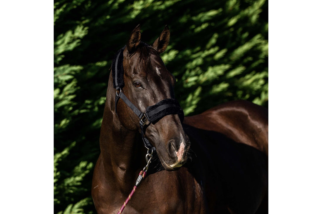Flair Plush Fleece Lined Halter