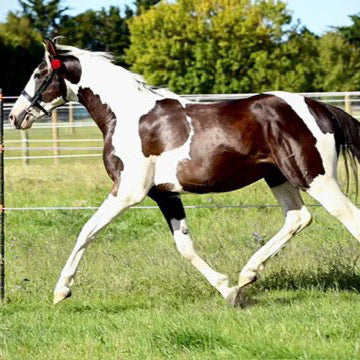 Eco Horse Charcoal Shampoo