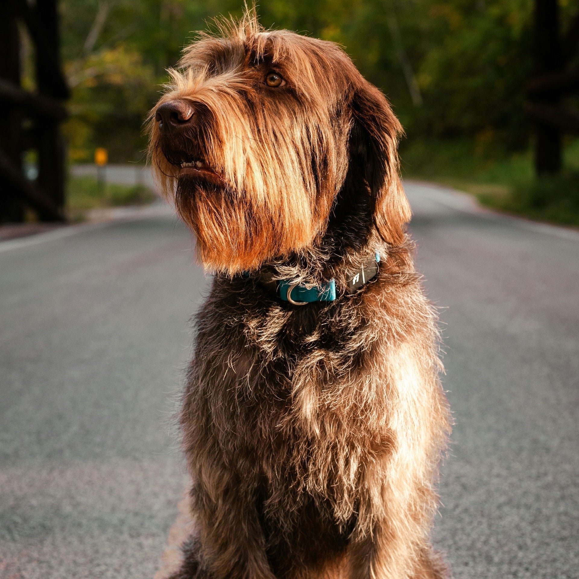 Bearded collie with a tangle-free coat