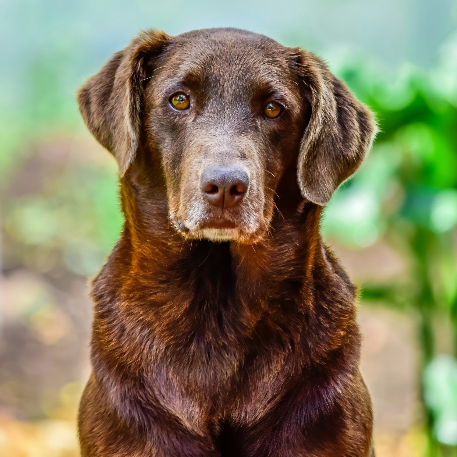 Eco Dog Woof Wash Liquid Soap