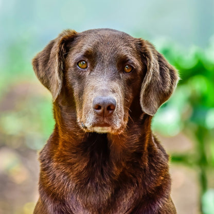 Brown dog with a clean, healthy coat
